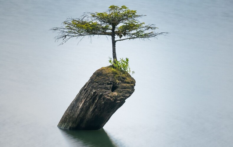 Expression Créative "L'arbre de la résilience"