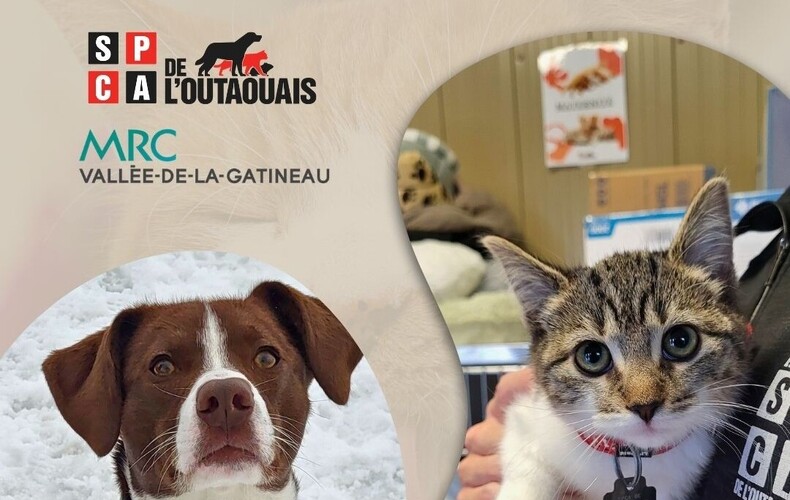 Rappel important - Licences animale 2026